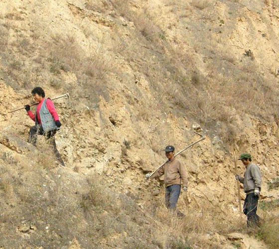 雖沒(méi)有十里桃林，漫山遍野的灼灼芳華。但我們有萬(wàn)畝國(guó)家級(jí)標(biāo)準(zhǔn)化油橄欖種植示范基地，漫山遍野，香氣撲鼻。畝是中國(guó)市制土地面積單位，一畝等于六十平..